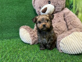 Golddust Yorkshire Terrier male Puppy for sale 010622078
